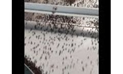 Black pepper grader - Video