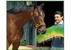 Eleusis - Horses Feed