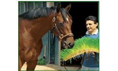 Eleusis - Horses Feed