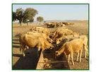 Eleusis - Calf Feed