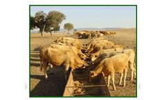 Eleusis - Calf Feed