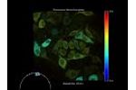 Time-lapse of HeLa cells with the Toggel FLIM camera - Video
