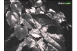 Super-Slow Motion Wasp (500 fps)- Video