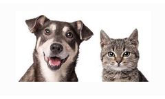 Sweet PDZ Uses for Dogs & Cats