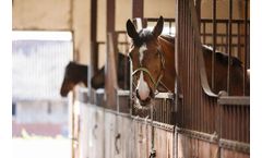 Absorption solutions for feed & bedding industry
