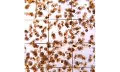 Model L Strain - Live Rotifers Amplifeed(Tm) Replete Enriched Brachionus Manjavacas Rotifers
