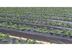 Balson - Mulch Films