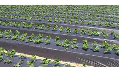 Balson - Mulch Films