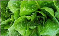 BountiGel  - Granular for Lettuce