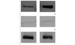 Abcam - Model ab65400 - Plasma Membrane Protein Extraction Kit