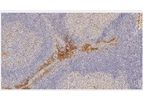 Abcam - Model Anti-PD-L1- ab205921 - Recombinant  Antibody