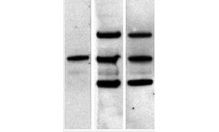 Abcam - Model ab131368 - Anti-Mouse IgG for IP (HRP)