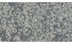 Elabscience - Model FITC - [17A2]- E-AB-F1013C - Anti-Mouse CD3 Antibody