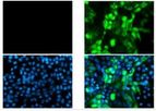GeneTex - Model SARS-CoV-2 (COVID-19)-[HL5511] - Nucleocapsid Antibody