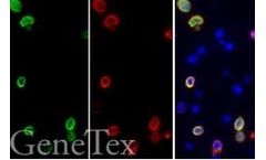 GeneTex - Model SARS-CoV-2 (COVID-19) - Spike FFPE 293T Cell Pellet slide