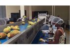 Bertuzzi InoxAll - Fruit Washing and Sorting Machine