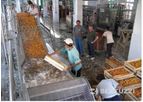 Bertuzzi InoxAll - Universal Stone Fruit Washing and Sorting Machine