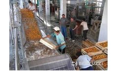 Bertuzzi InoxAll - Universal Stone Fruit Washing and Sorting Machine