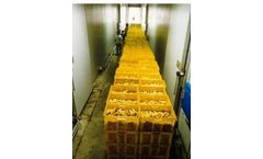 Bertuzzi InoxAll - Banana Washing and Peeling Machine