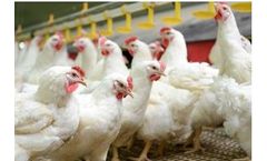 2Agriculture - Broiler Breeder Feeds