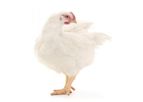 2Agriculture - Broiler Feeds