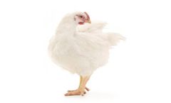 2Agriculture - Broiler Feeds
