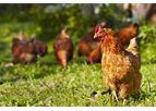 2Agriculture - Layer Feeds