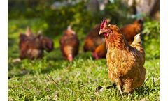 2Agriculture - Layer Feeds