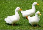 2Agriculture - Duck Feeds