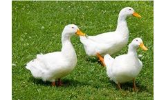 2Agriculture - Duck Feeds