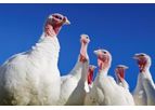 2Agriculture - Turkey Feeds