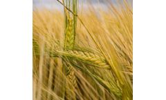 Muriate of potash and potassium chloride solution for fertilizers industry