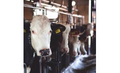 Muriate of potash and potassium chloride solution for animal feed industry