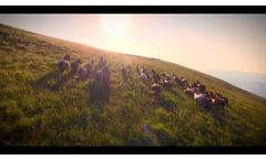 Virbac - Shaping the future of animal health - Video