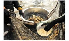 Advanced biotechnology solutions for shrimp farming industry