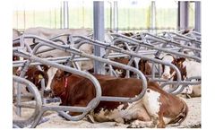 Spinder - Optimal Stall for Cows
