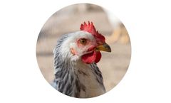 Value Feed Supplement for Poultry