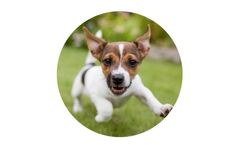 Premium-Grade Feed Products for Pet Product