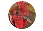 Oreka Gallus - High-Value Broiler Feed