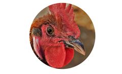 Oreka Gallus - High-Value Broiler Feed