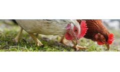 Black Soldier Fly for Pig & Poultry Feed