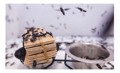 Insect-Engineers - Insect Breeding Services