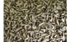 NextAlim - 5 to 7 Days Old Larvae