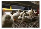 Agro Systems - Cage Bird Weigher