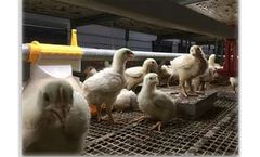 Agro Systems - Cage Bird Weigher