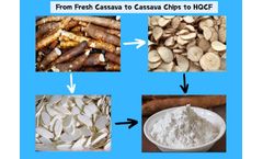 From Cassava Chips to High-Quality Cassava Flour (HQCF): Essential Processing Machines and Techniques