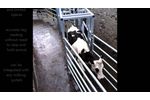 ODE Cattle Draft System - Video