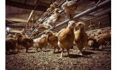 Corby Rock Mill - Chick Grower & Rearing Feeds