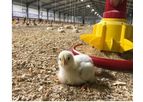 Evoteck - Feeding System for Broiler