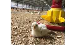 Evoteck - Feeding System for Broiler